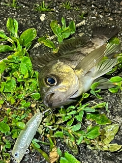 メバルの釣果