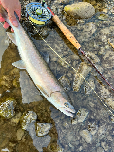 ニジマスの釣果