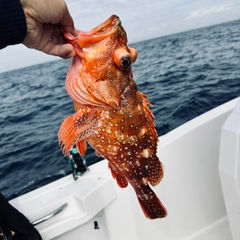 ウッカリカサゴの釣果