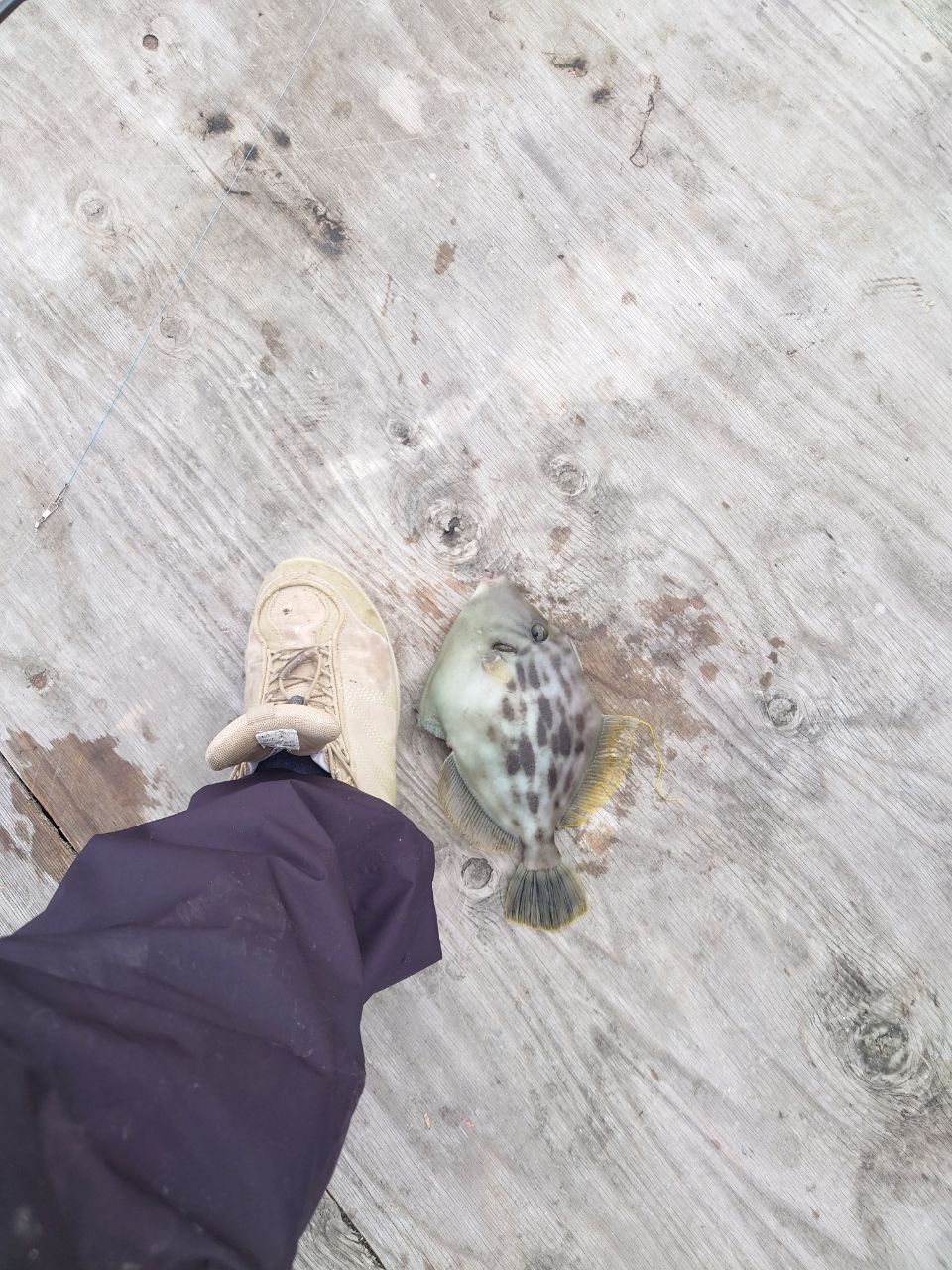 beanさんの釣果 2枚目の画像