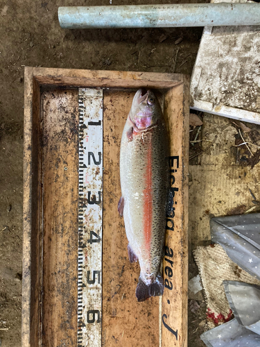 ニジマスの釣果