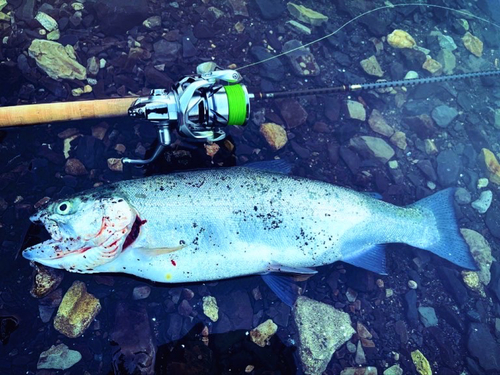 ニジマスの釣果