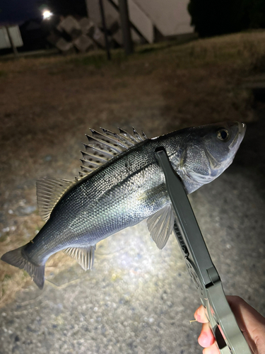 セイゴ（マルスズキ）の釣果