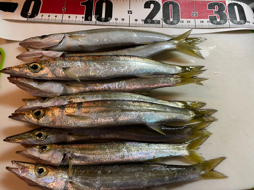 カマスの釣果