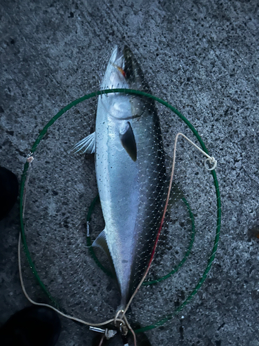 イシダイの釣果