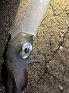 ヤリイカの釣果