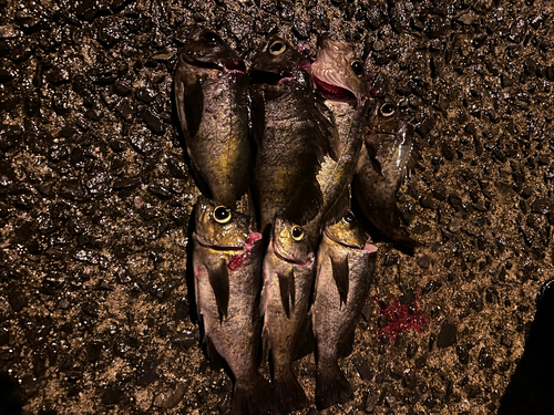 メバルの釣果