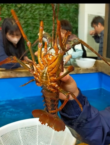 イセエビの釣果