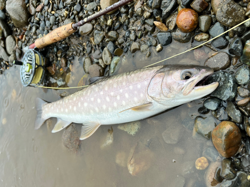 ニジマスの釣果