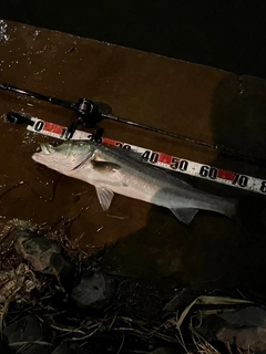 スズキの釣果