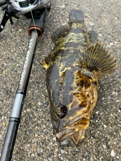 タケノコメバルの釣果