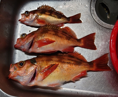 オキメバルの釣果