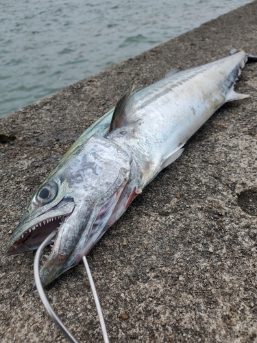 サゴシの釣果