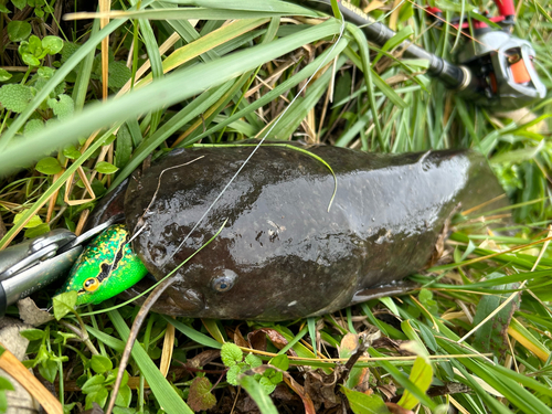 マナマズの釣果