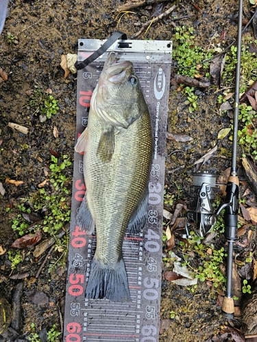 ブラックバスの釣果