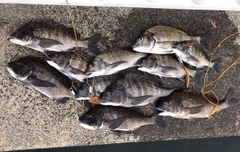 チヌの釣果