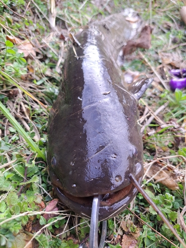 ナマズの釣果