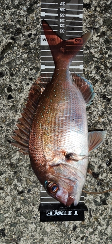 マダイの釣果