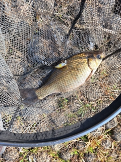 フナの釣果