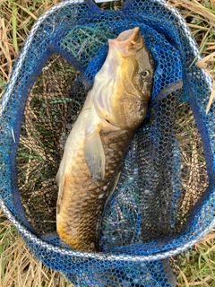 コイの釣果