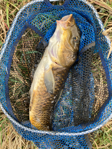 コイの釣果