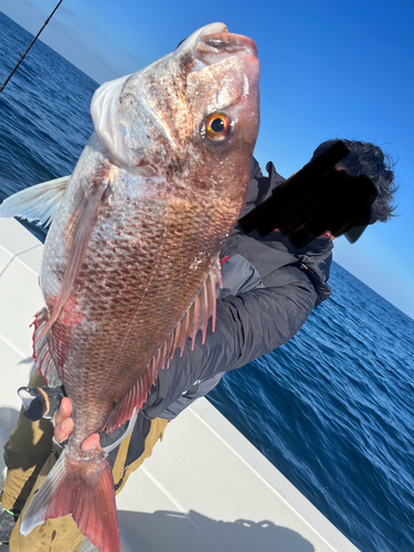 マダイの釣果