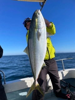 ブリの釣果