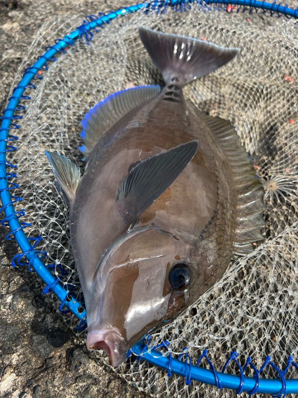 クチブトグレ