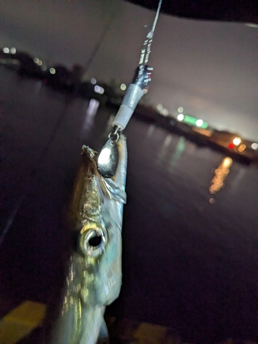 カマスの釣果