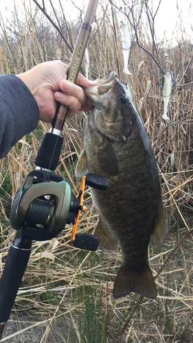 スモールマウスバスの釣果