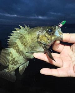 シロメバルの釣果