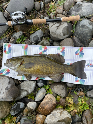 スモールマウスバスの釣果