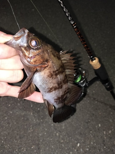 シロメバルの釣果