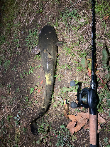 ナマズの釣果