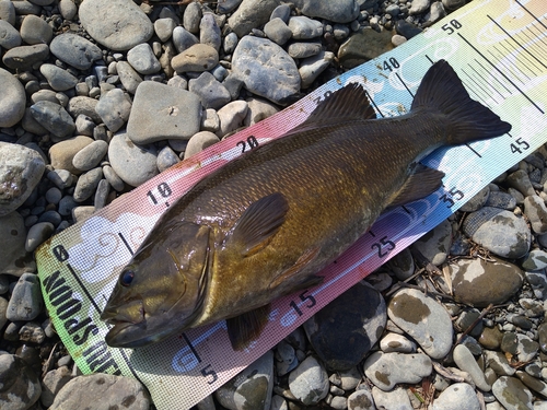 スモールマウスバスの釣果