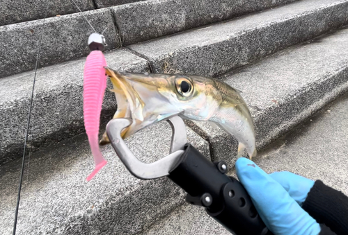 カマスの釣果