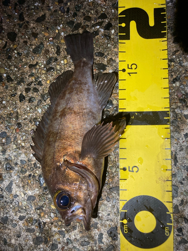 メバルの釣果