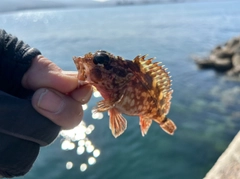 アラカブの釣果