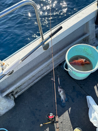 マゾイの釣果