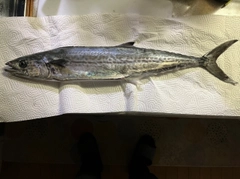 サゴシの釣果