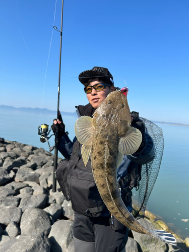 マゴチの釣果