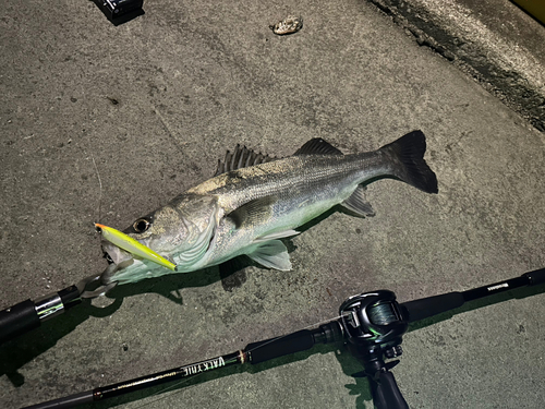 シーバスの釣果