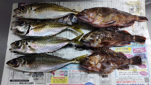 アジの釣果