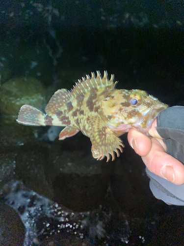 アラカブの釣果