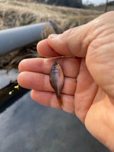 タナゴの釣果