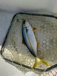 ヒラマサの釣果