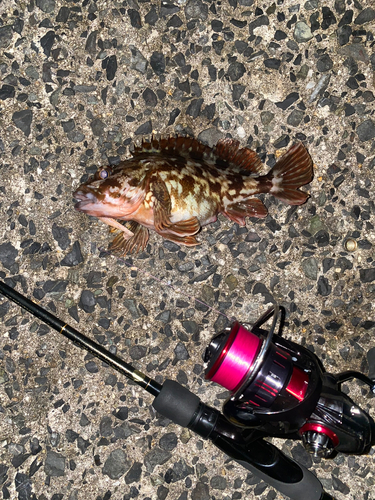 アラカブの釣果