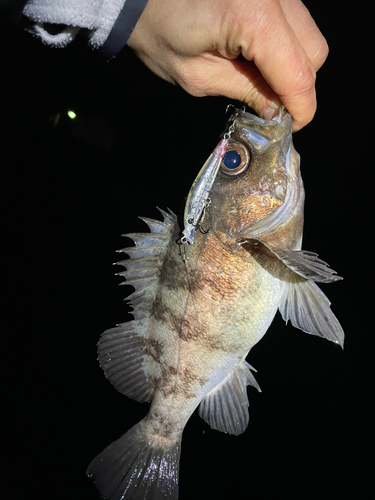 メバルの釣果