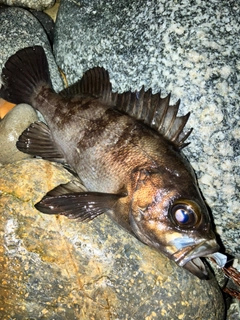 メバルの釣果