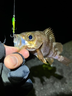 メバルの釣果